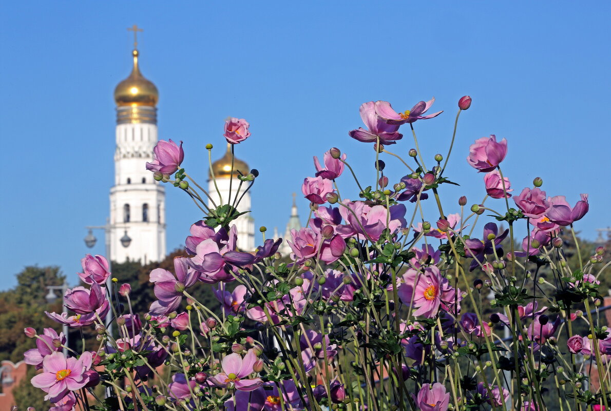 Анемоны в Зарядье - Михаил Бибичков