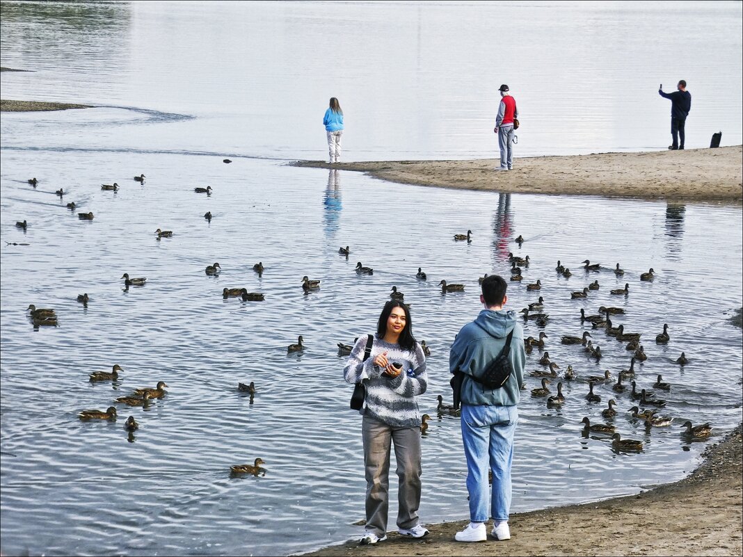 Кормление уток - Валентина *
