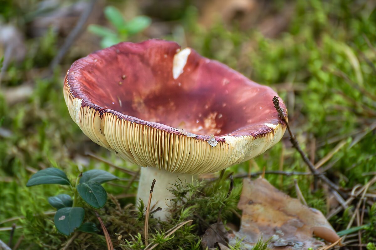 Сыроежка - Игорь Сикорский