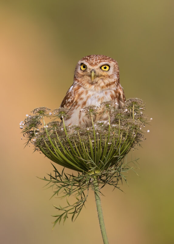 *** - Евгений Фруман