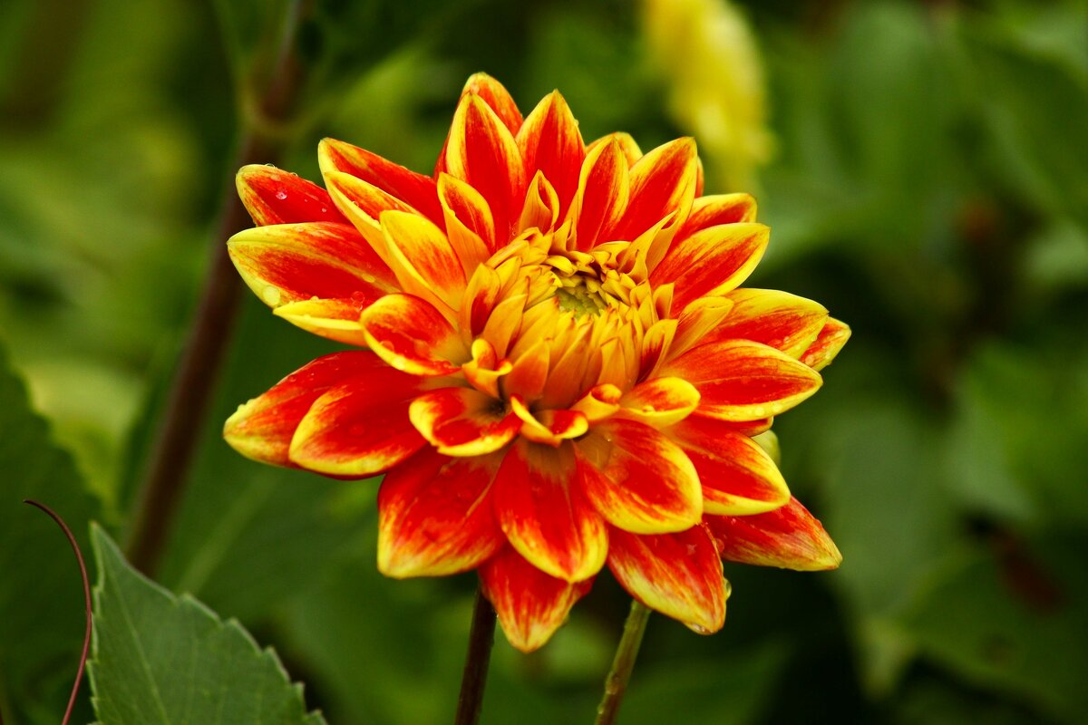 Доброе утро - Юрий. Шмаков