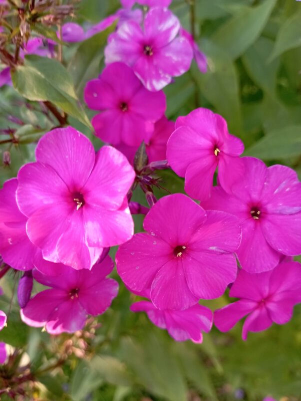 Флоксы еще цветут - Елена Семигина