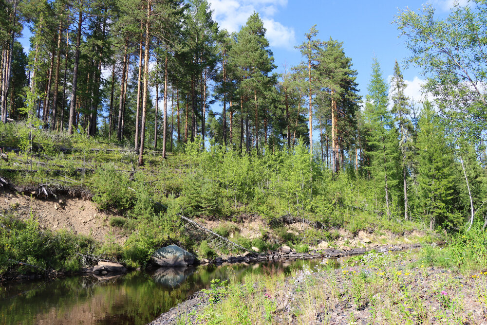 Летний, тёплый денёк... - Галина Ильясова