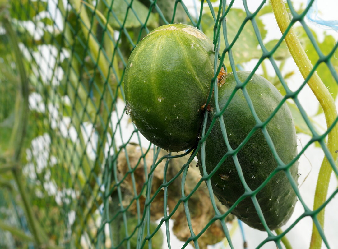 пленник... - Андрей Катков