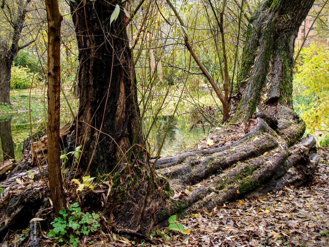 Ивы-неразлучницы,,,, - Анатолий Колосов