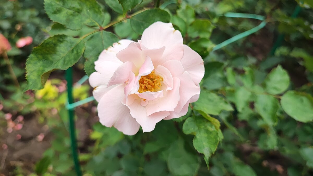 ,,, - Сергей Тимоновский