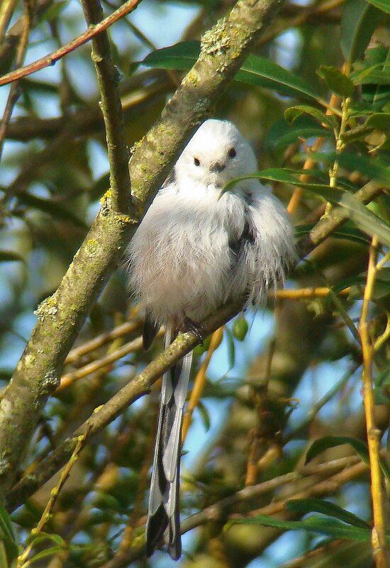 ополовник - gawrilа - dan