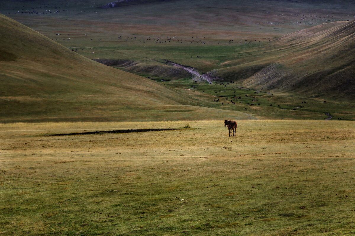 Гуляет сам по себе - LudMila 