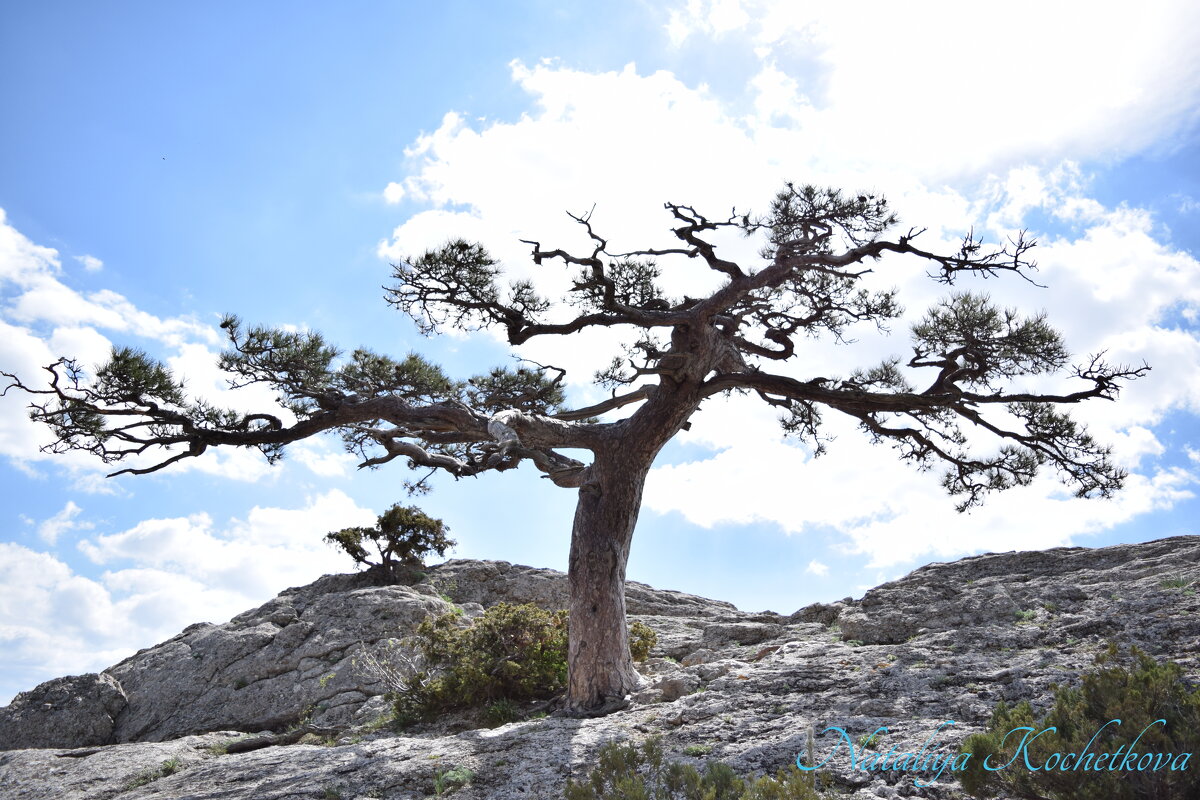 Природа Крыма - Amazing Cosmea Природа Крыма - Amazing Cosmea