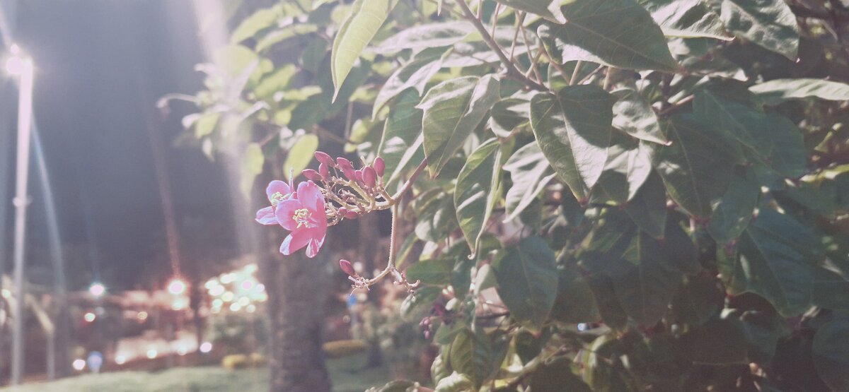 13  ОПЕН (336) - OPEN WAYS ALL