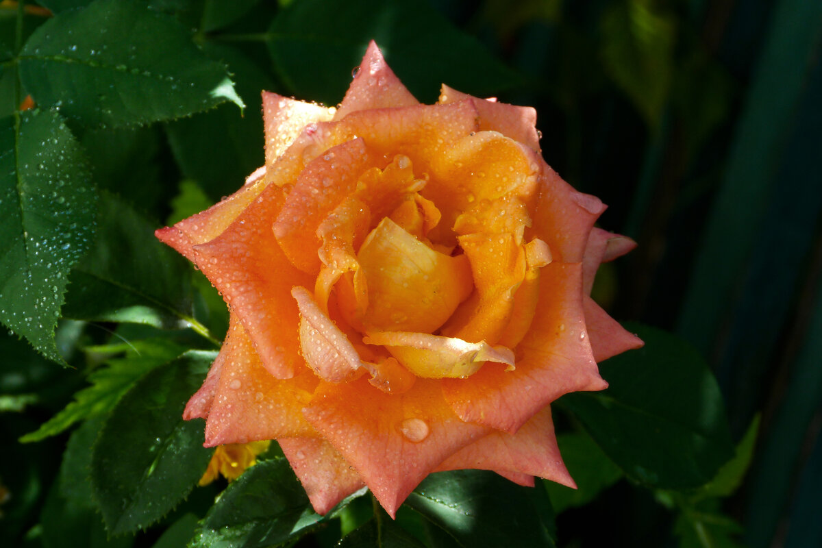 В лучах солнца,после  дождя - Валентин Семчишин