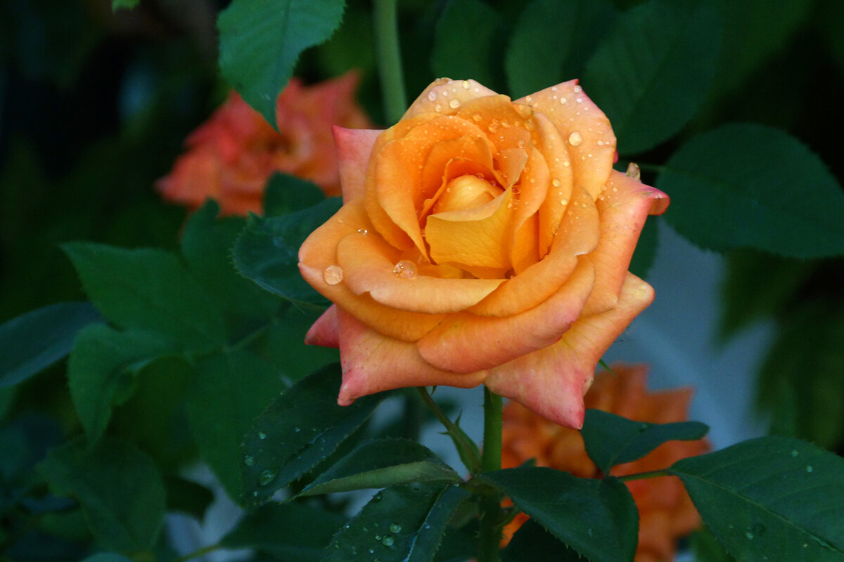 Оранжевая роза  Флорибунда - Валентин Семчишин