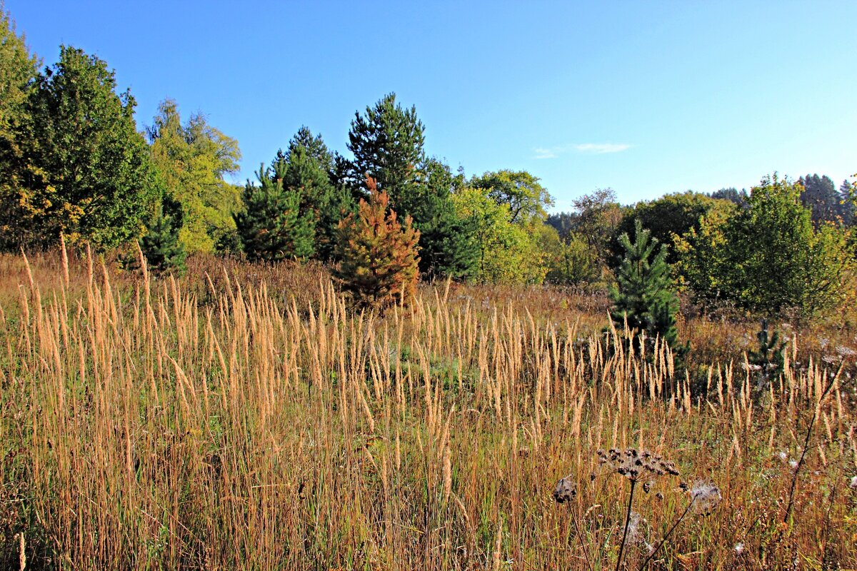 Наступила осень - Евгений Корьевщиков