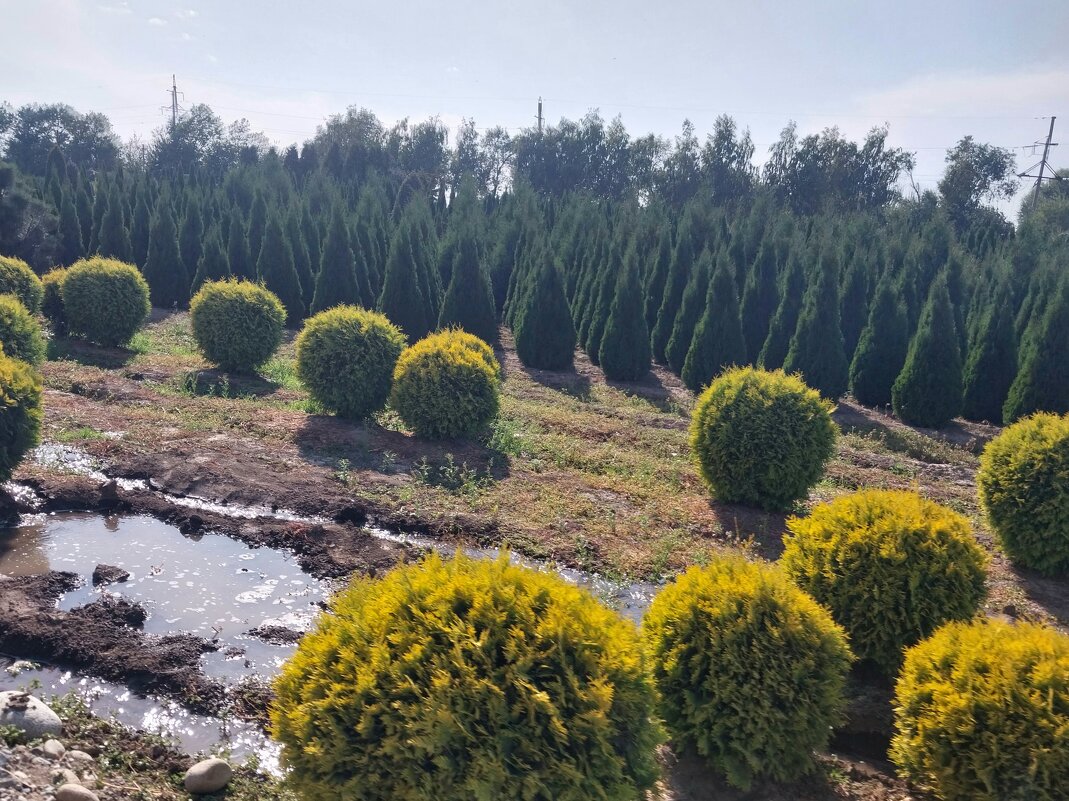 Talgar. - Murat Bukaev 