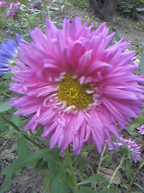 Астра махровая - Дмитрий Никитин