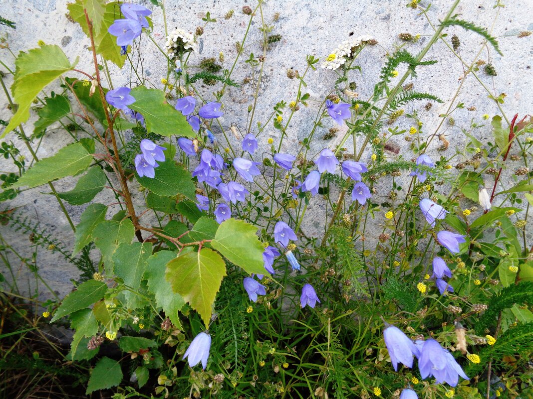 луговые - Наталья 