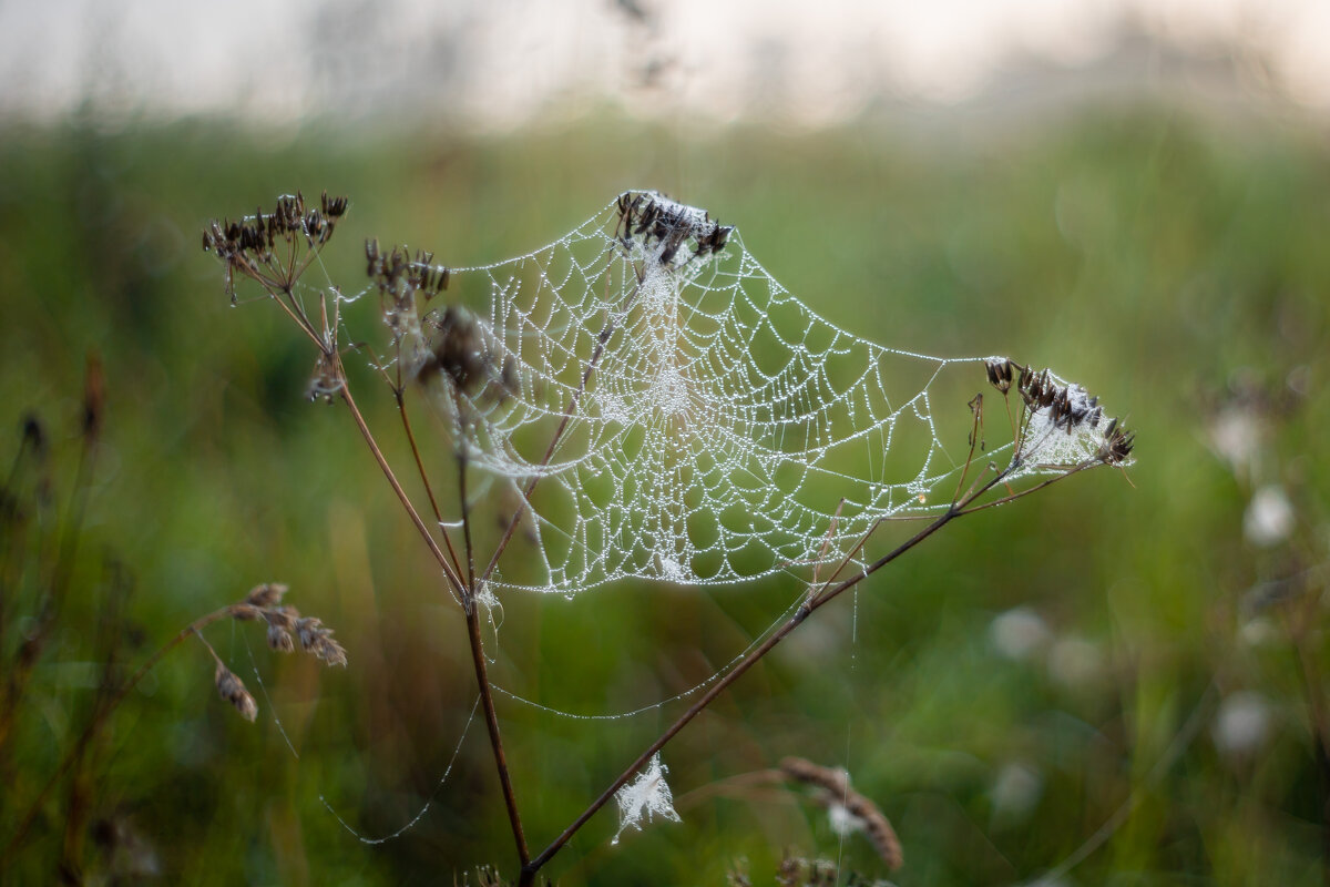 Бисер - Олег Дорошенко