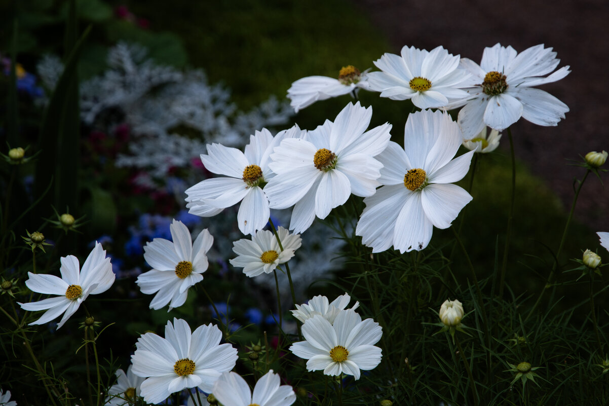 Космея - Валерий Пославский Космея - Валерий Пославский