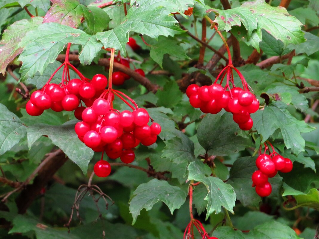 Грозди калины - Андрей Снегерёв Грозди калины - Андрей Снегерёв