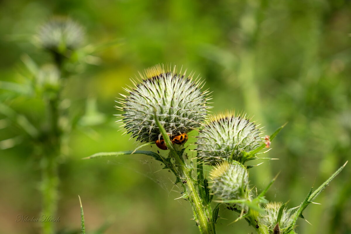 Лесной этюд... - Николай Гирш