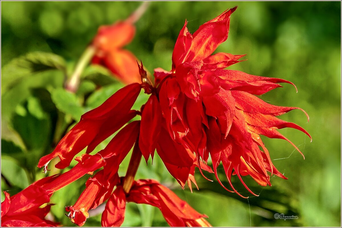 Про цветы - Aquarius - Сергей Про цветы - Aquarius - Сергей