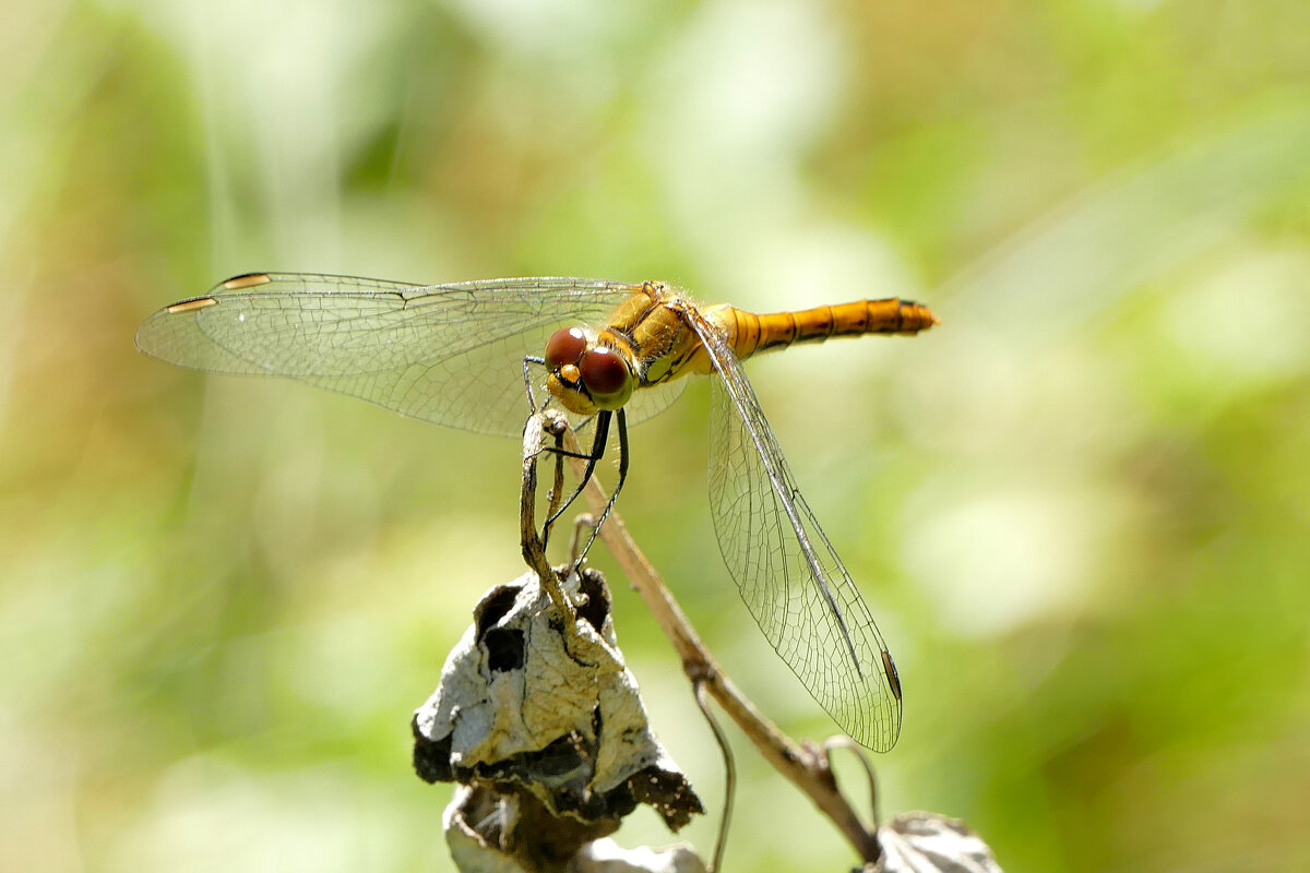 опять про стрекоз 16 - Александр Прокудин