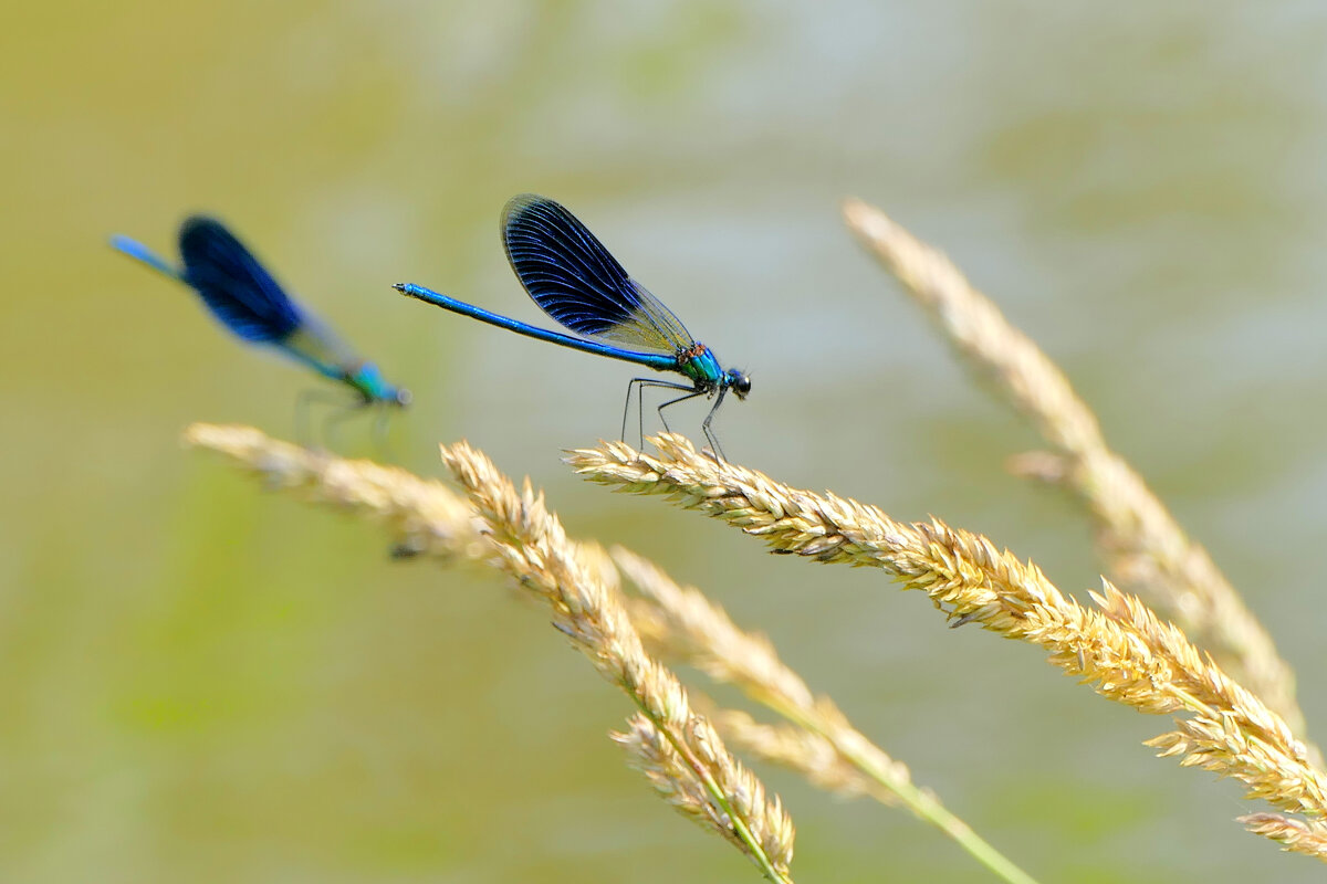 опять про стрекоз 20 - Александр Прокудин