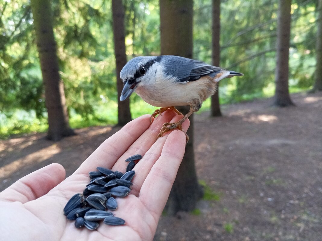 Поползень - Сапсан 