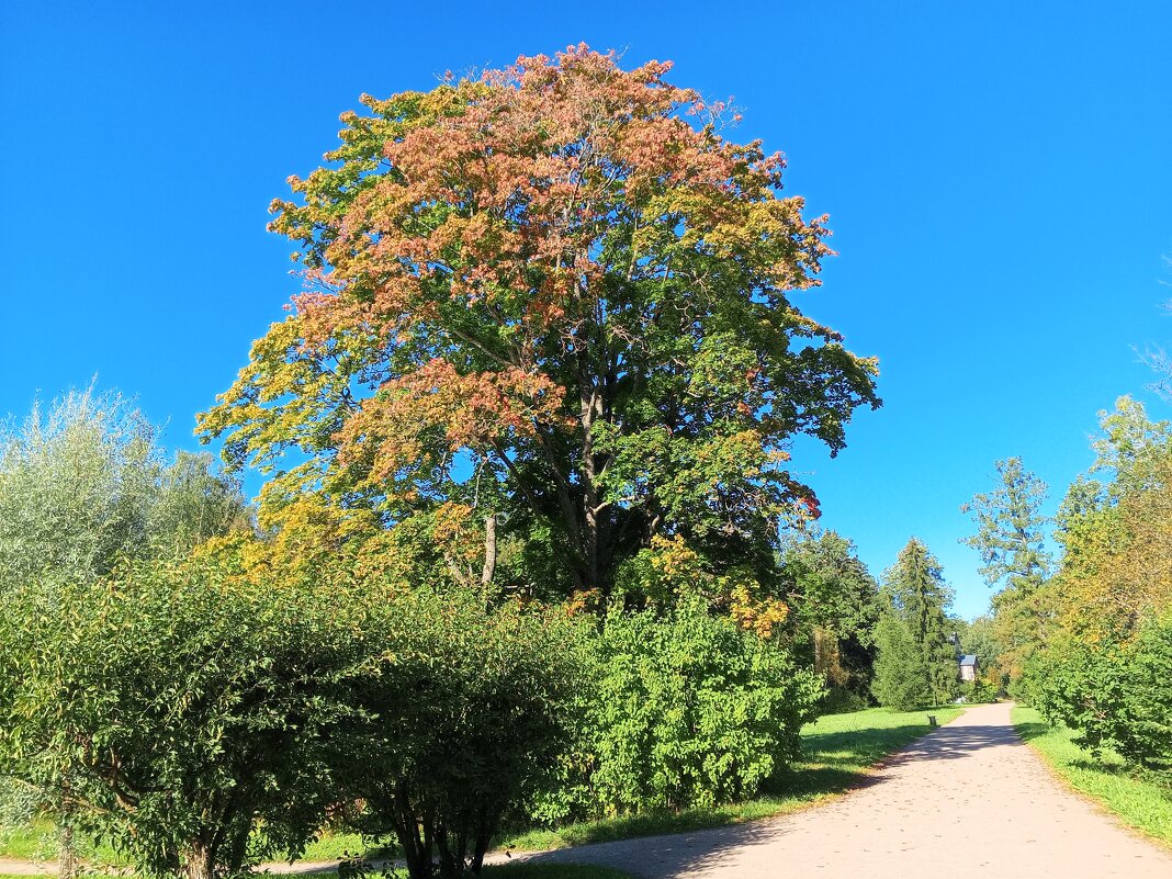 Осень - Сапсан 