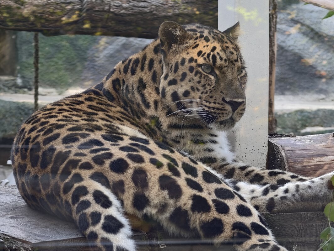 Дальневосточный леопард - <<< Наташа >>>