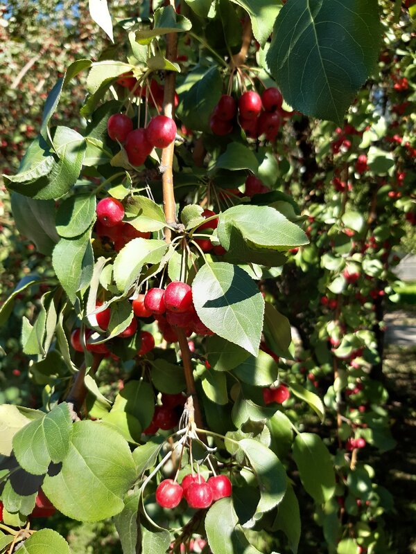 В городе осенью - Галина Минчук