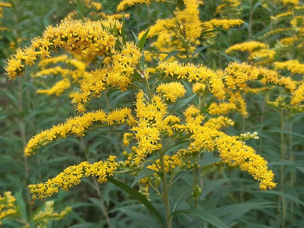 В городе осенью - Галина Минчук