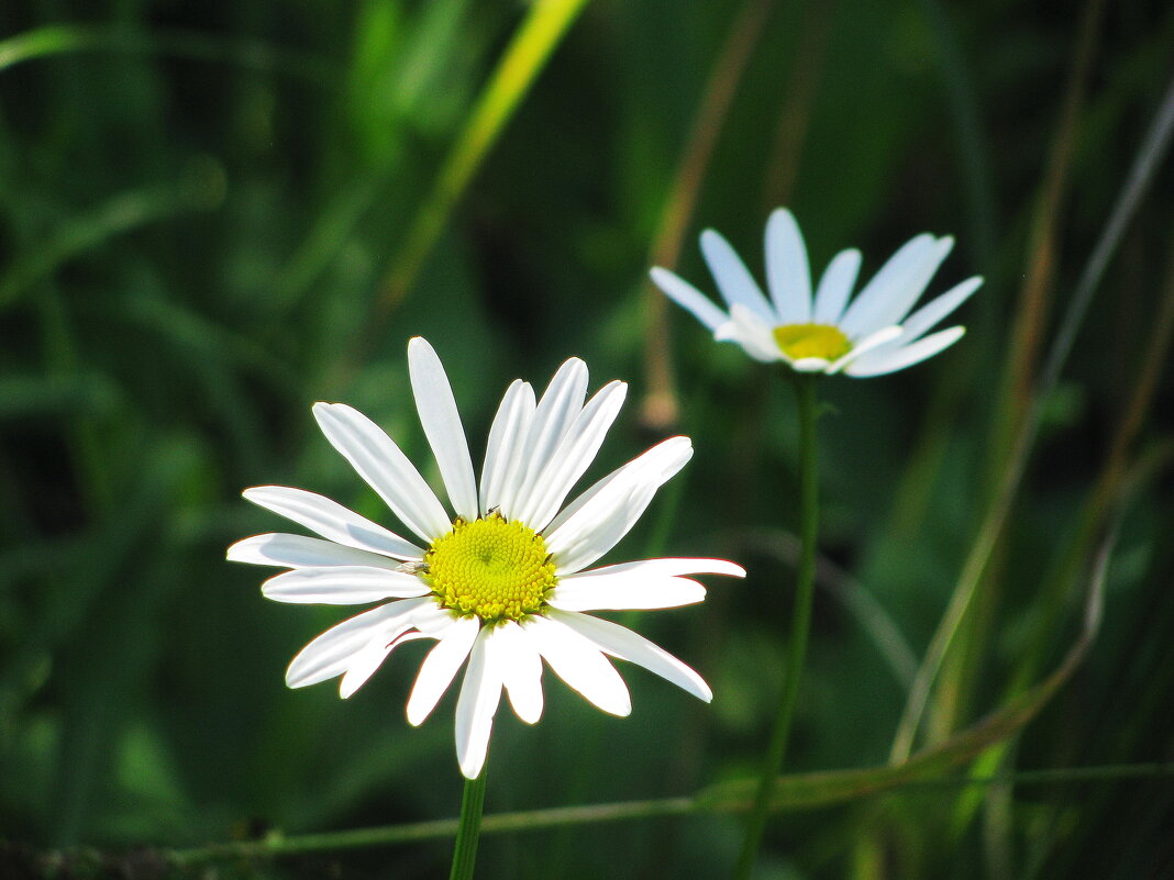 Осенние ромашки - Людмила Смородинская