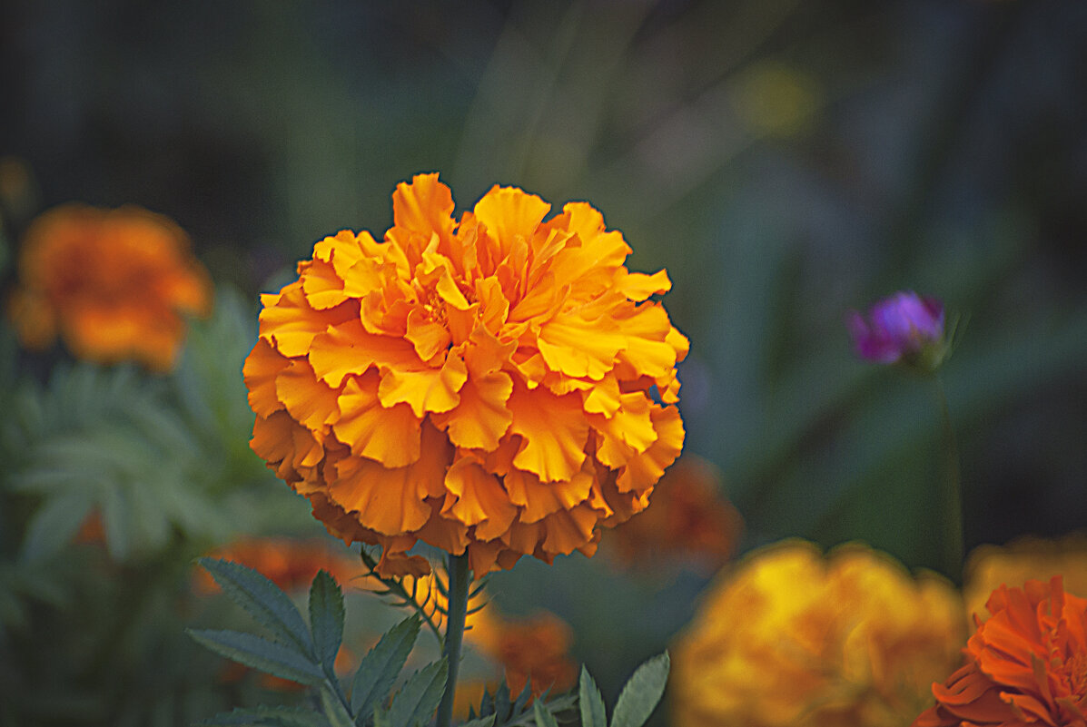 Осеннее - Владимир Кроливец