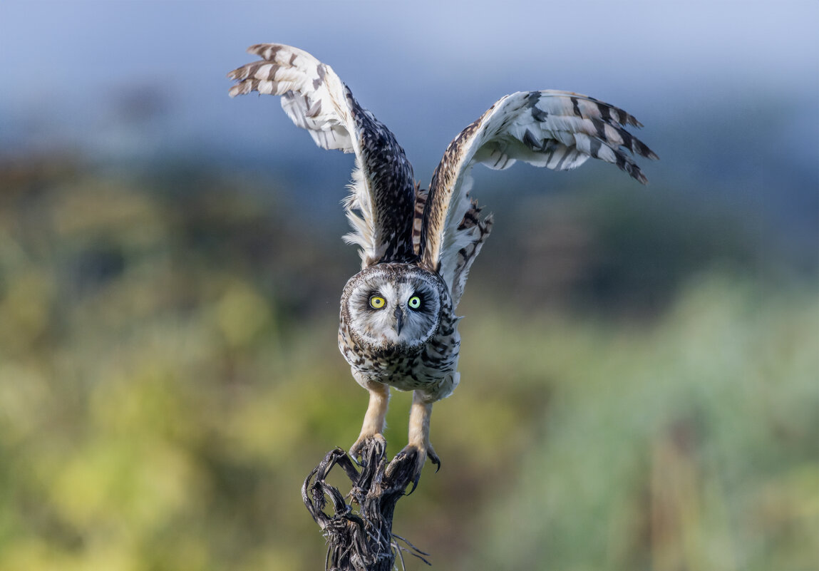 сова болотная. - юрий макаров сова болотная. - юрий макаров