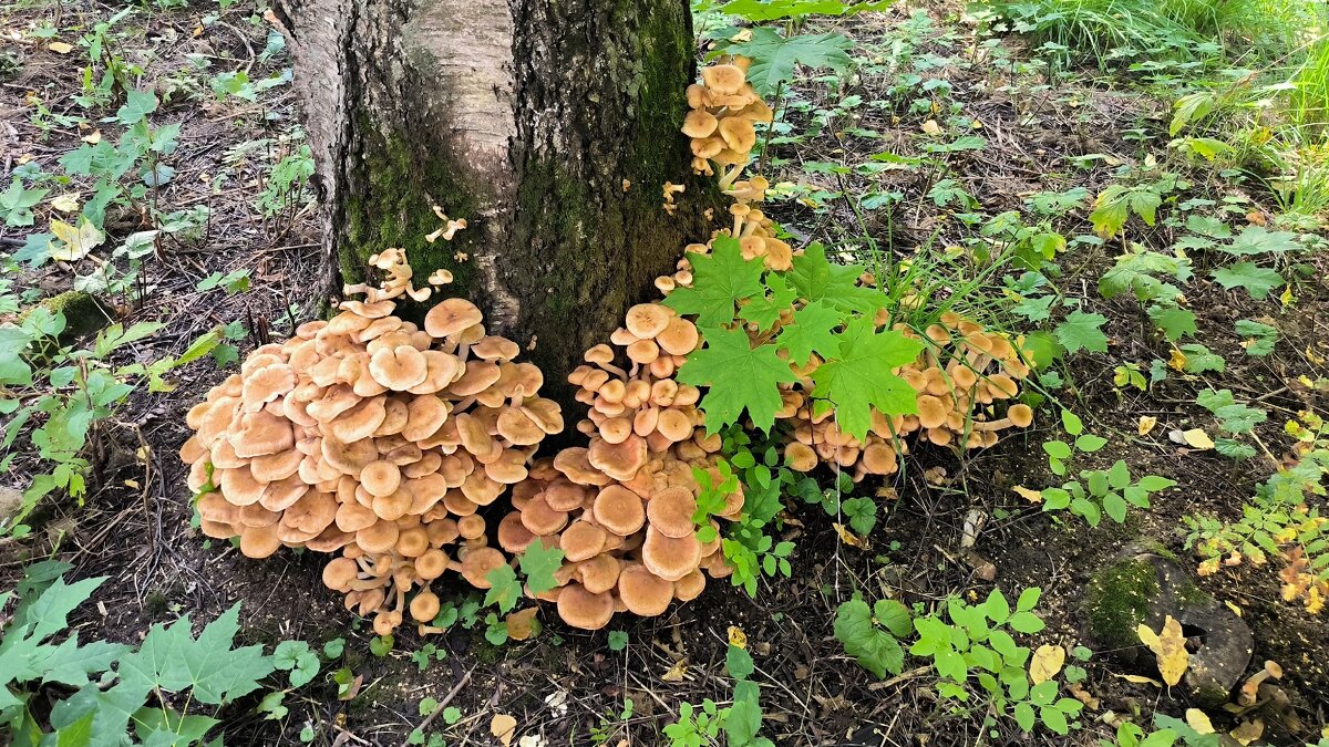 Семейка опят. - Ольга 