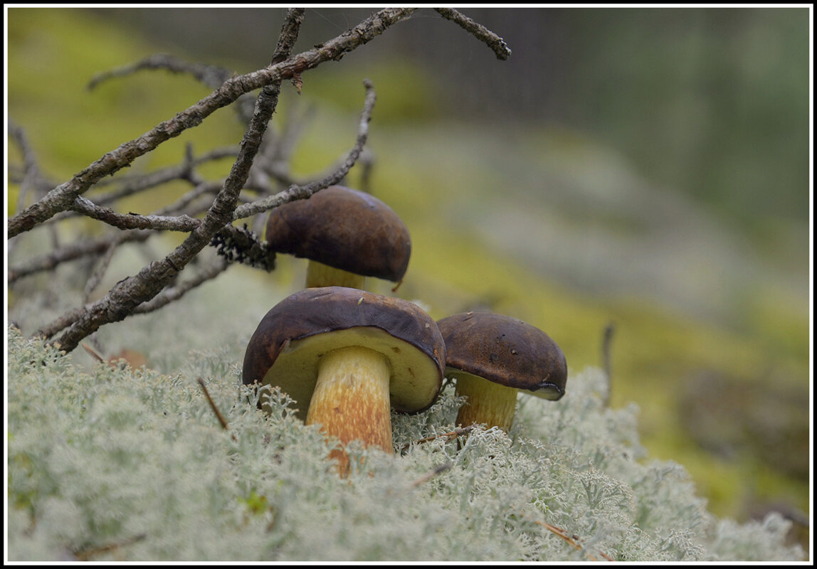 боровик польский... - Aleksandr Gal