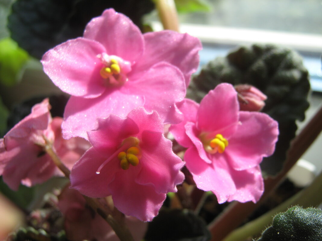 Фиалка - Елена Семигина