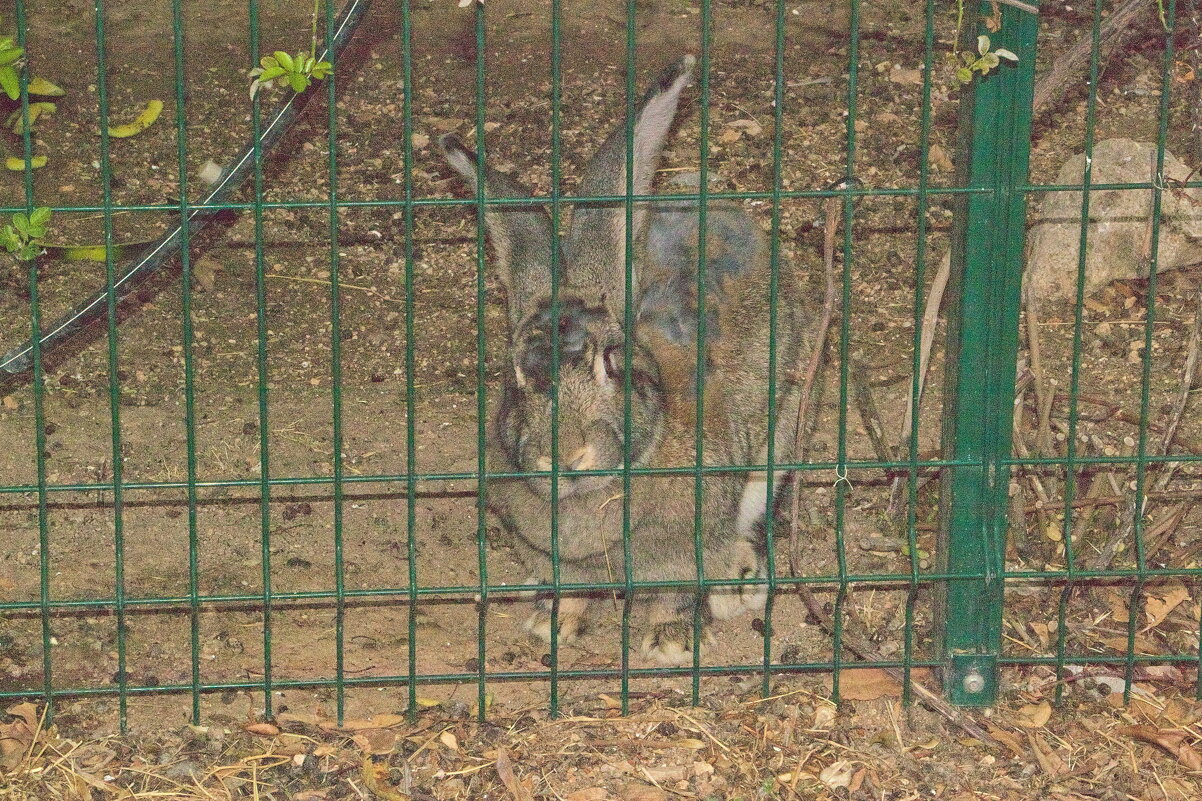 Кролик ))) - Giant Tao /