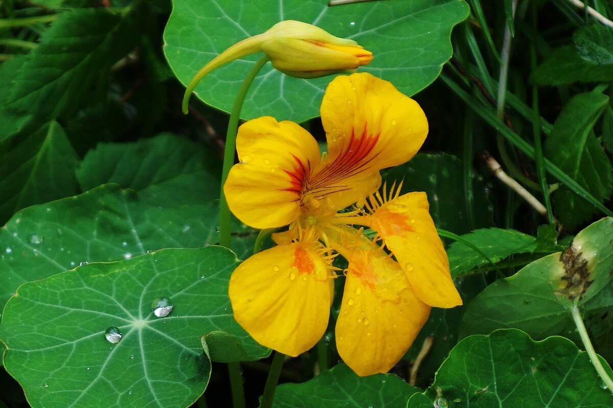 Настурция - Рита Симонова