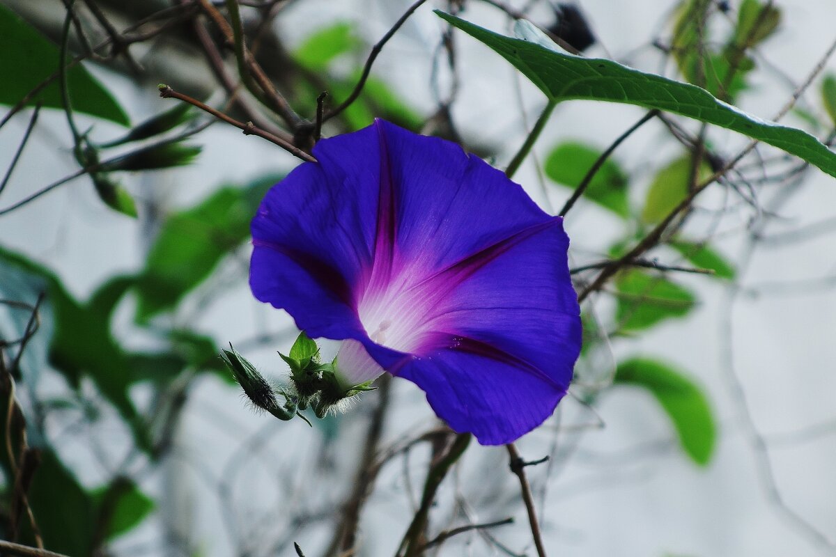 Ипомея - Рита Симонова