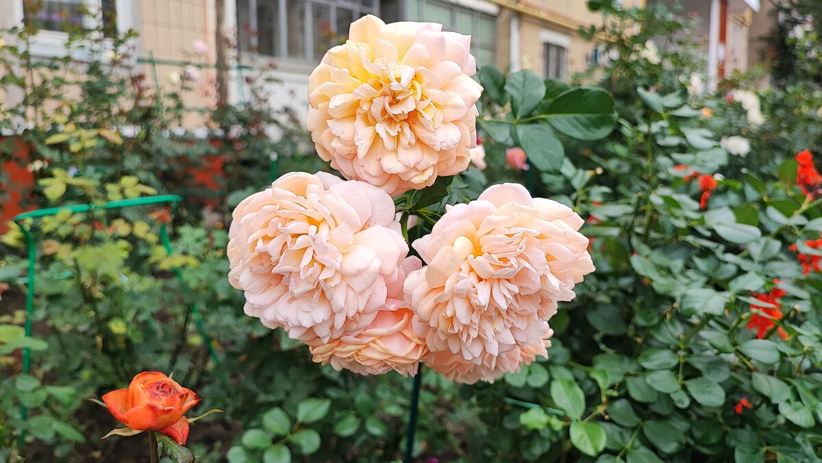 ,,, - Сергей Тимоновский