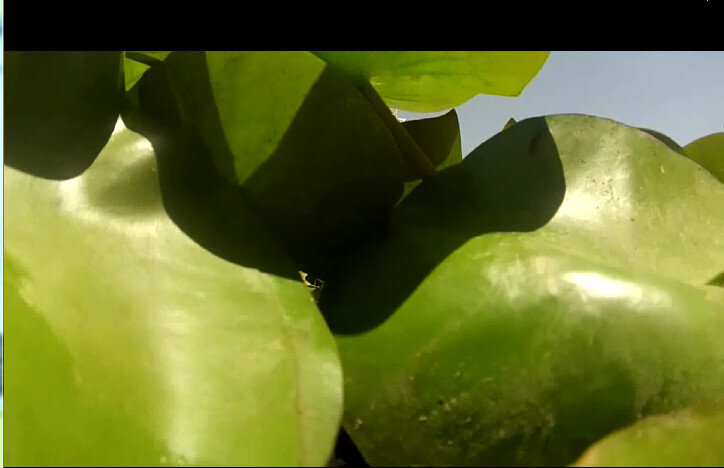 113 (97) - CLOSE WAYS ALL