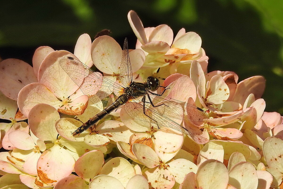 ***** - ИННА ПОРОХОВА