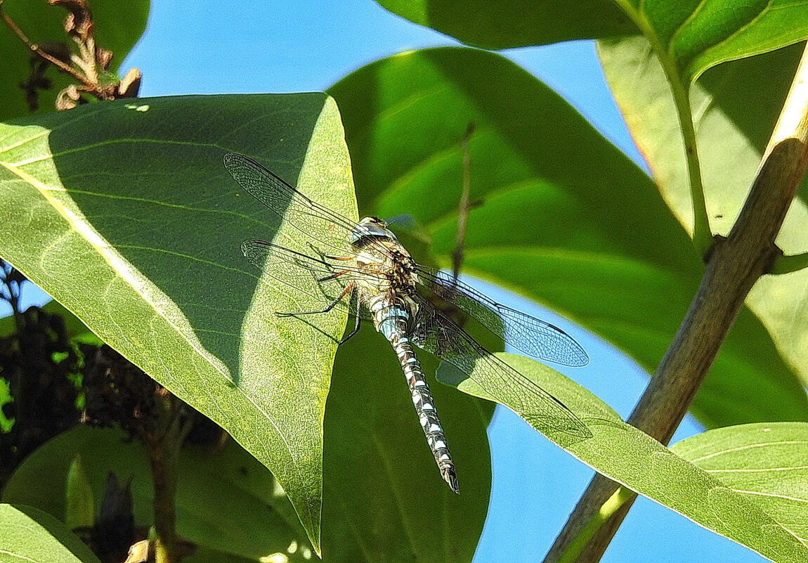 ***** - ИННА ПОРОХОВА