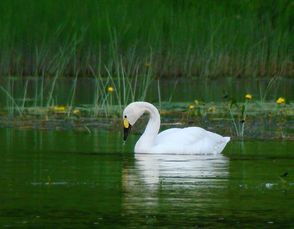 малый лебедь или тундровой лебедь - gawrilа - dan