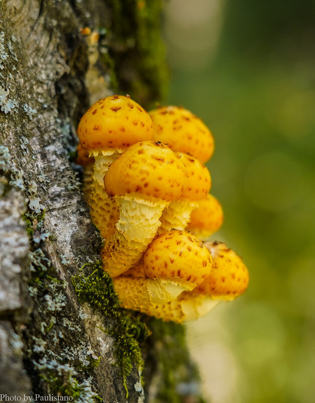 В сентябрьском лесу... - Владимир Жданов