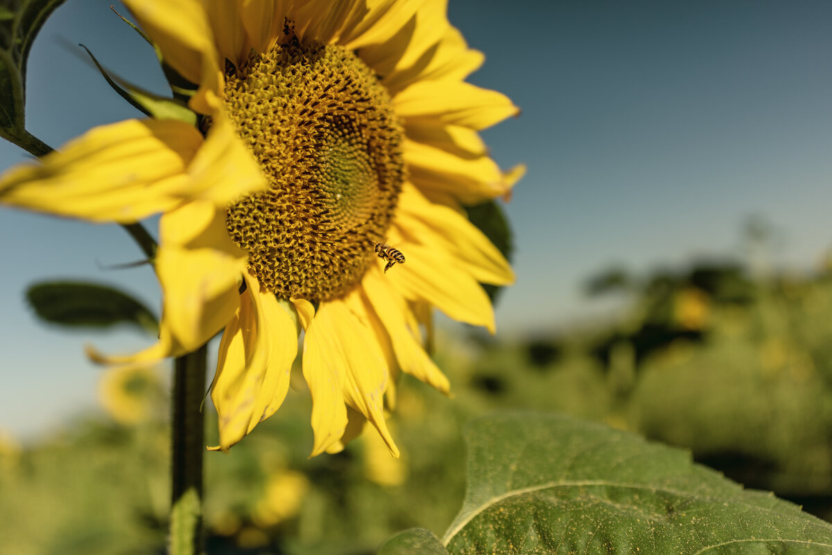 К нектару - sorovey Sol