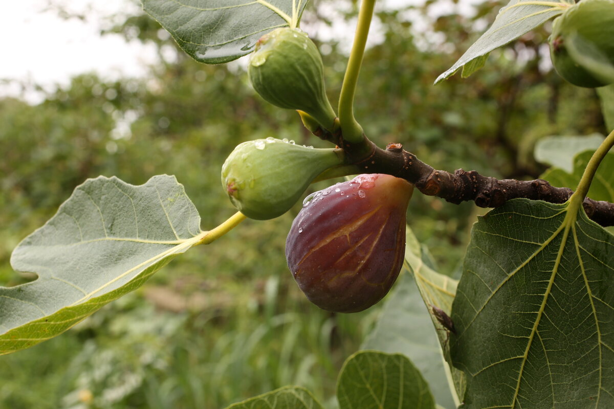 Инжир поспевает - Валерий 