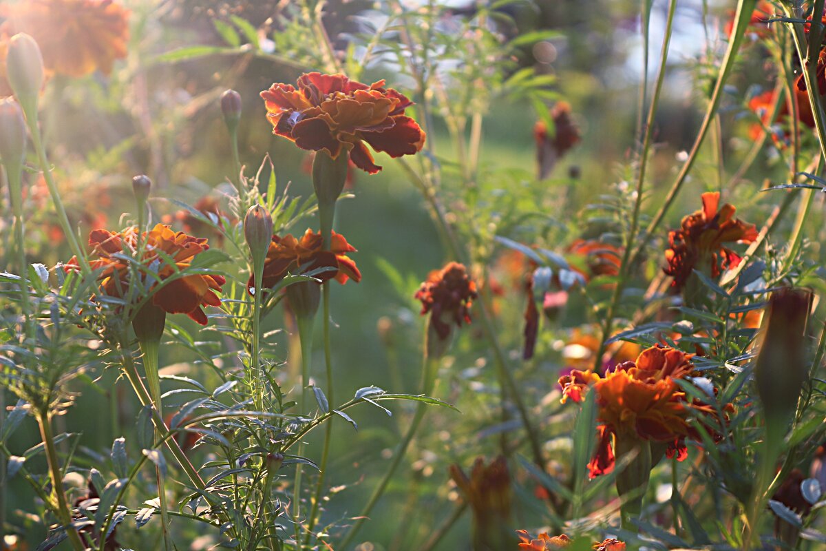 Бархатцы - Марина 